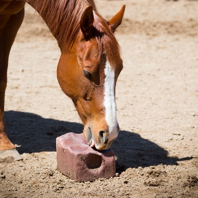 Vitaminer og mineraler til heste